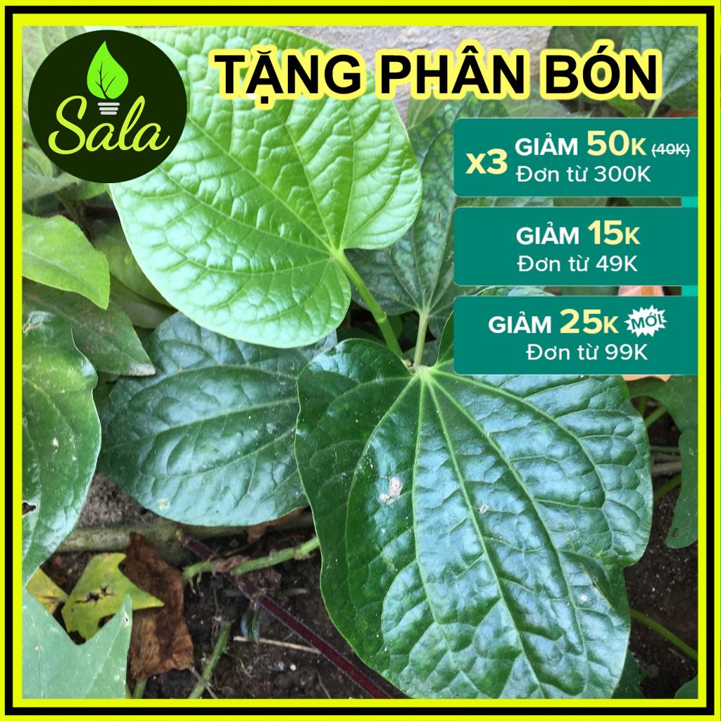 CÂY LÁ LỐT (LÁ NỐT) LÀM GIỐNG, DÙNG CHẾ BIẾN MÓN ĂN - CÂY LÁ BÒ KHAI