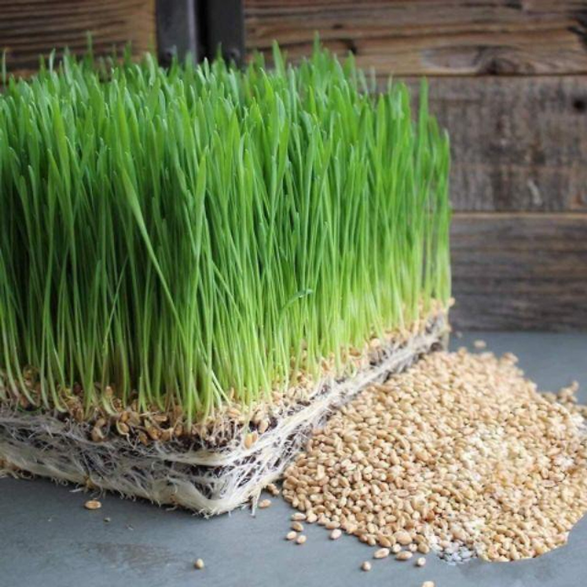 Hạt giống cỏ lúa mì gói 100g - tỷ lệ nảy mầm cao