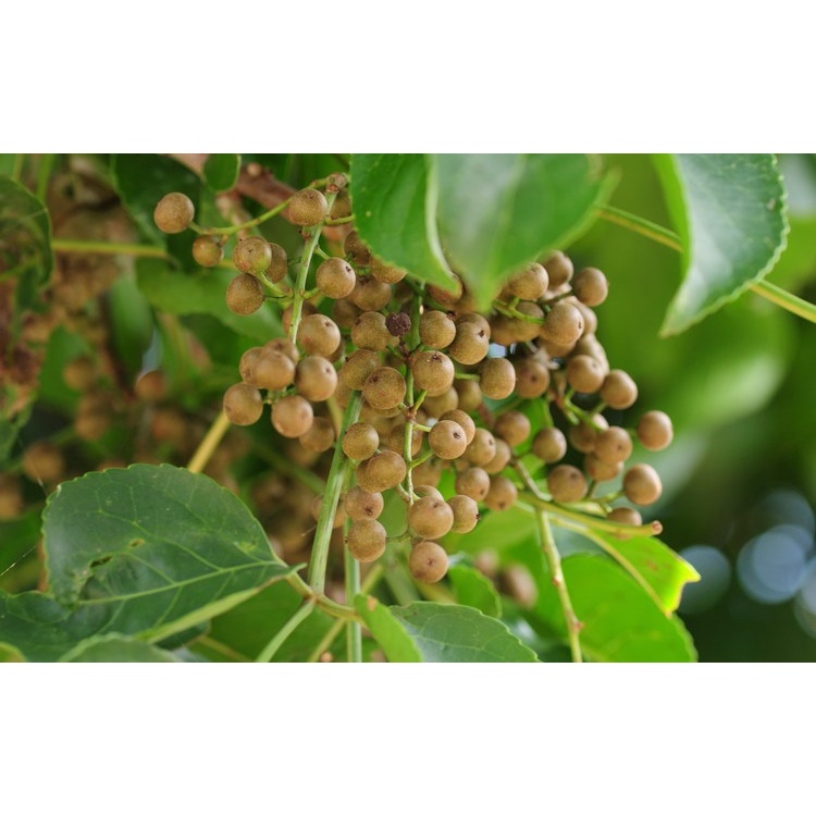 Cây Nhội Giống To Khỏe - 2cây a5