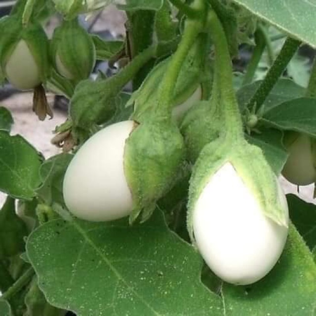 Hạt giống Cà Trứng TN