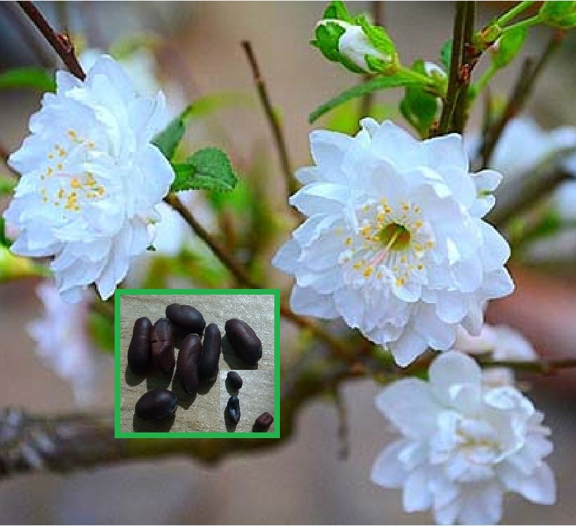 Hạt giống hoa mai trung quốc hoa màu trắng - VTNN2