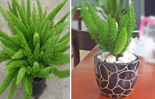 Hạt giống cây Tùng Đuôi Chồn  - Trúc Thiên Môn ( 5 hạt ) - VTNT