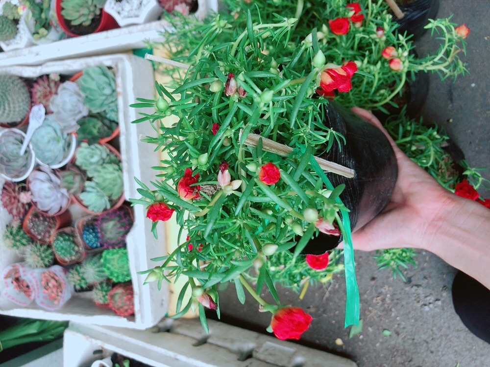 Hoa mười giờ mỹ (3 màu)