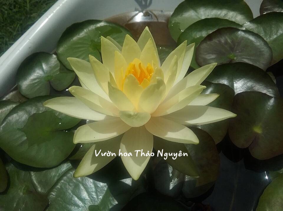 [RẺ VÔ ĐỊCH] Cây hoa súng Thái Lan màu vàng trắng Đ-03