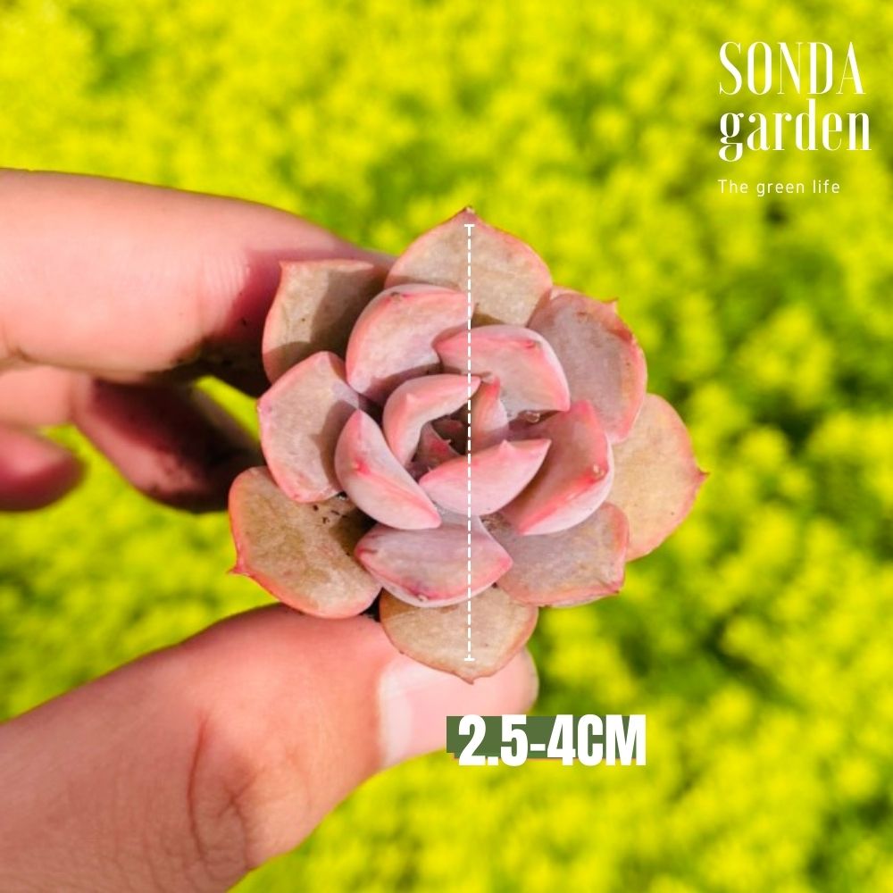 SEN ĐÁ HỒNG CÁNH CỨNG SIZE MINI LỖI 1 ĐỔI 1