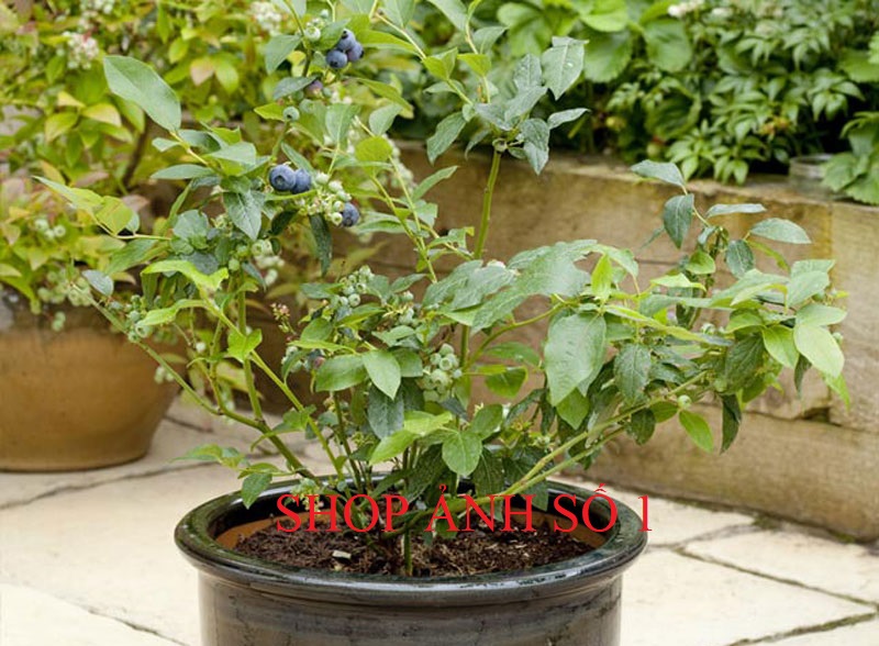 Cây Việt Quất, chậu cây lớn