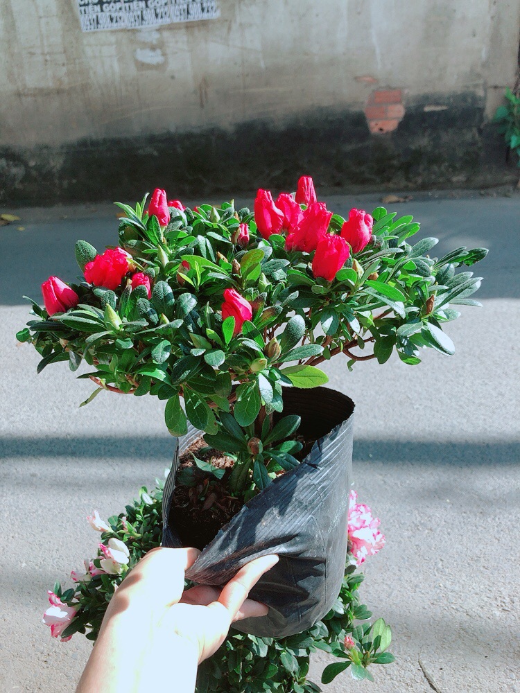 Cây Đỗ Quyên Cao 30cm Ngang 30cm