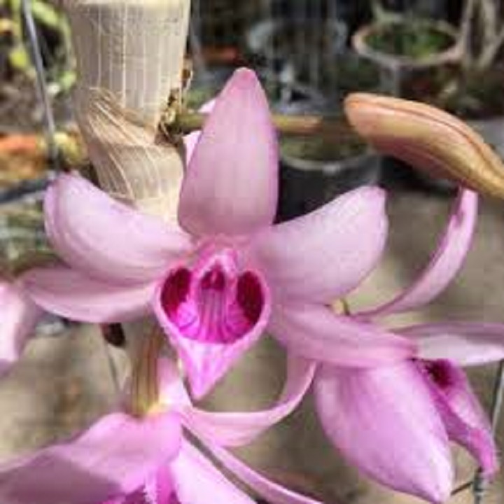 Hoa phong lan - nù tam bố cây cao7-10 cm