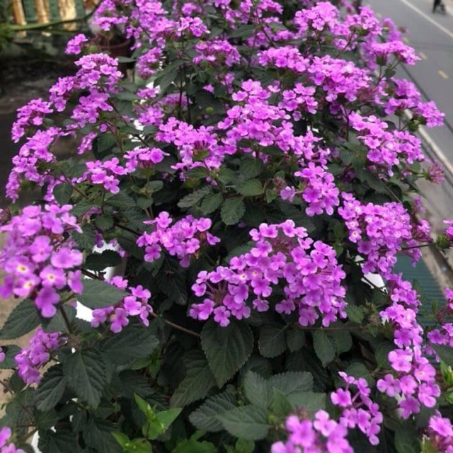 CHẬU HOA CÚC Ngũ Sắc Tím Rủ SIÊU ĐẸP