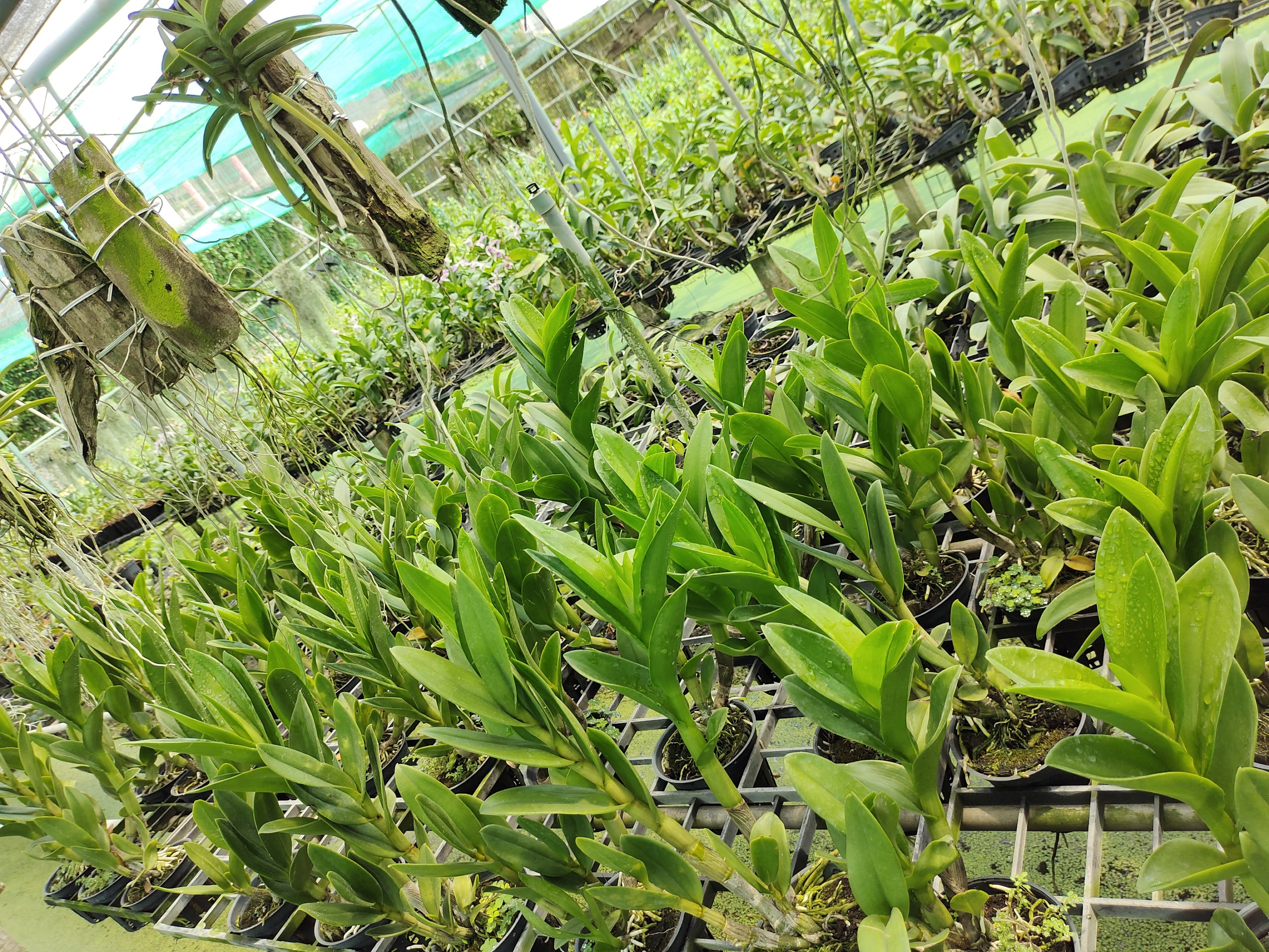 Denro nắng rồng xanh