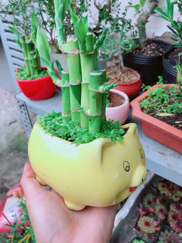 Chậu Cây Trúc Phát Tài Heo Vàng