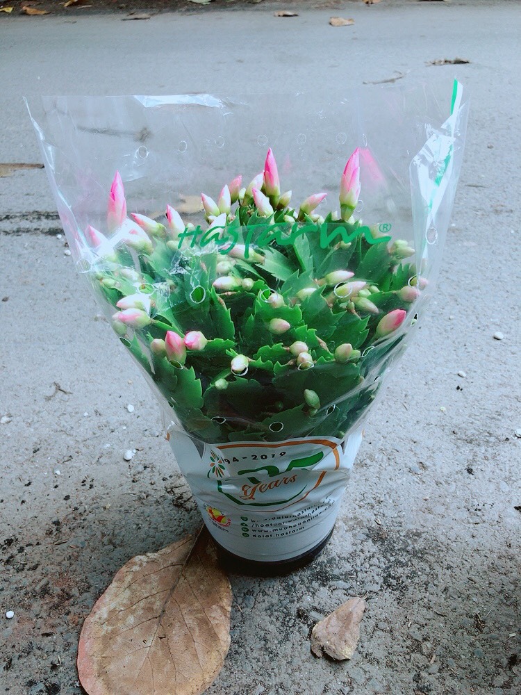 Bụi Hoa Quỳnh