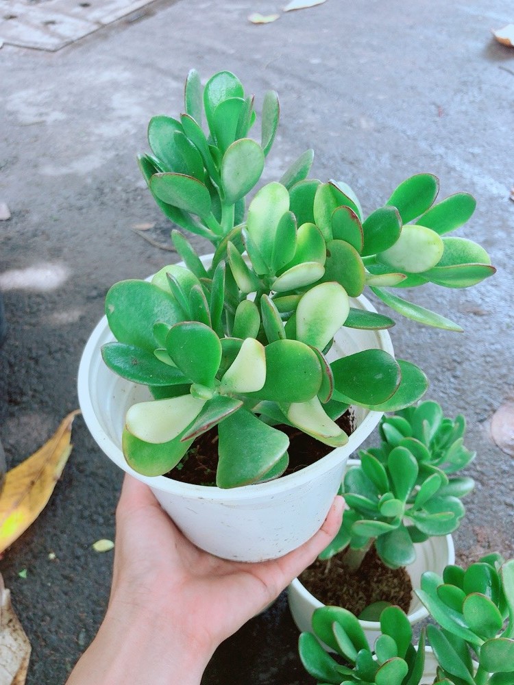 Cây Ngọc Bích Hợp Người Mệnh Mộc