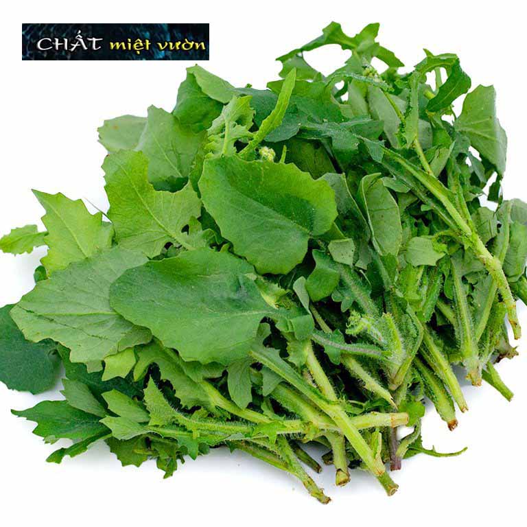 Cây cải trời giống (cây cao 20-30cm như hình)