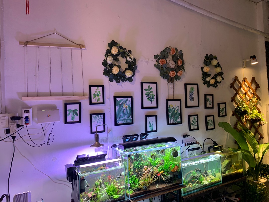 Khung gỗ gắn ảnh decor, khung gỗ treo ảnh trang trí tặng 10 kẹp gỗ (chưa bao gồm đèn led)