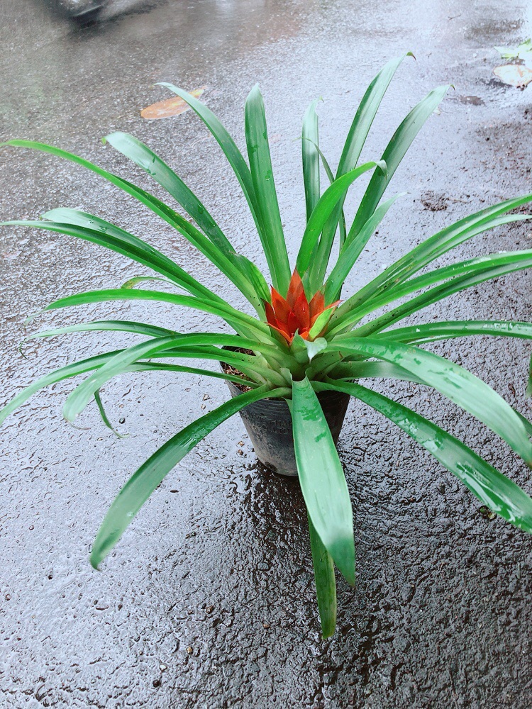 [HCM]Phong Lộc Hoa