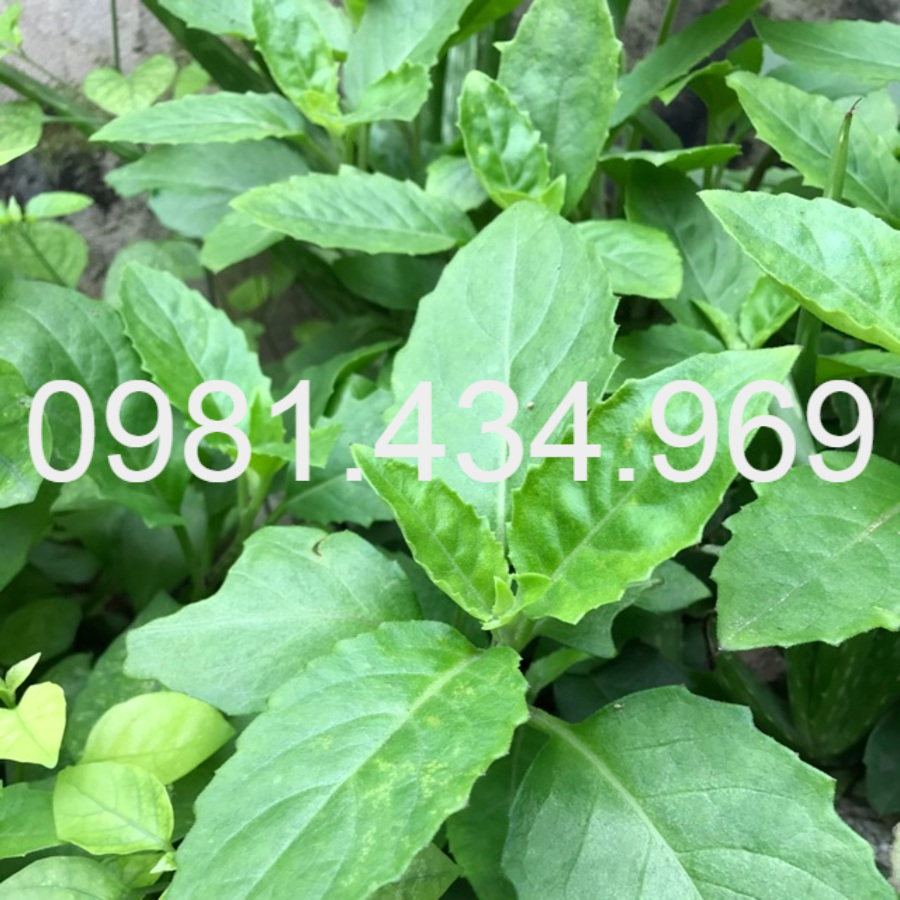 Combo 10 cây rau bớp - rau bầu đất pv