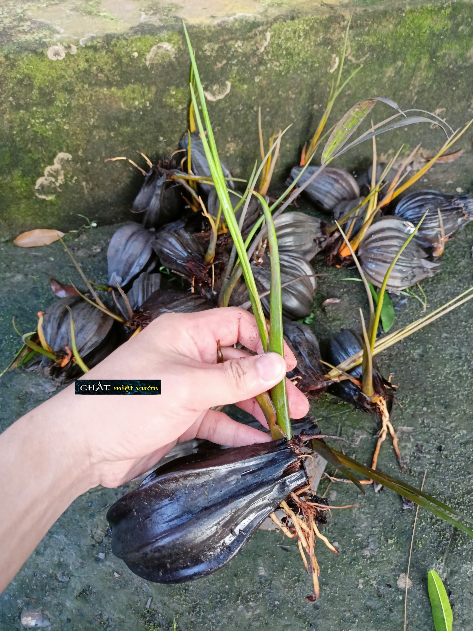 Cây dừa nước giống siêu quả - cây nhỏ