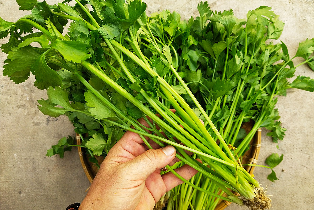 Hạt Giống Rau Cần Lá Xanh (Cần cọng nhỏ, cần ta) - Gói 10 Gram
