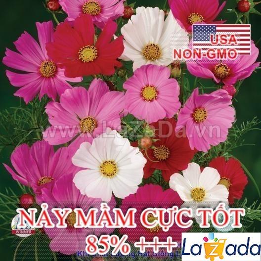 100h Hạt Giống Hoa Sao Nháy Mix Sensation (C2.101| -KD: B12*V31*M163)