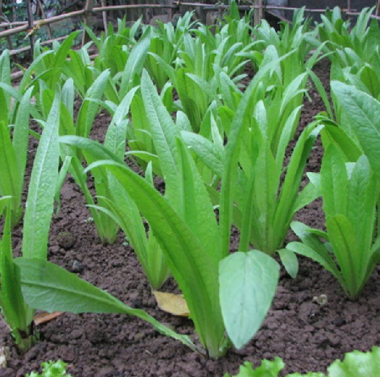 " Gói 5Gram "Hạt giống Rau Diếp thơm (Cải Nhíp) [Seeds]