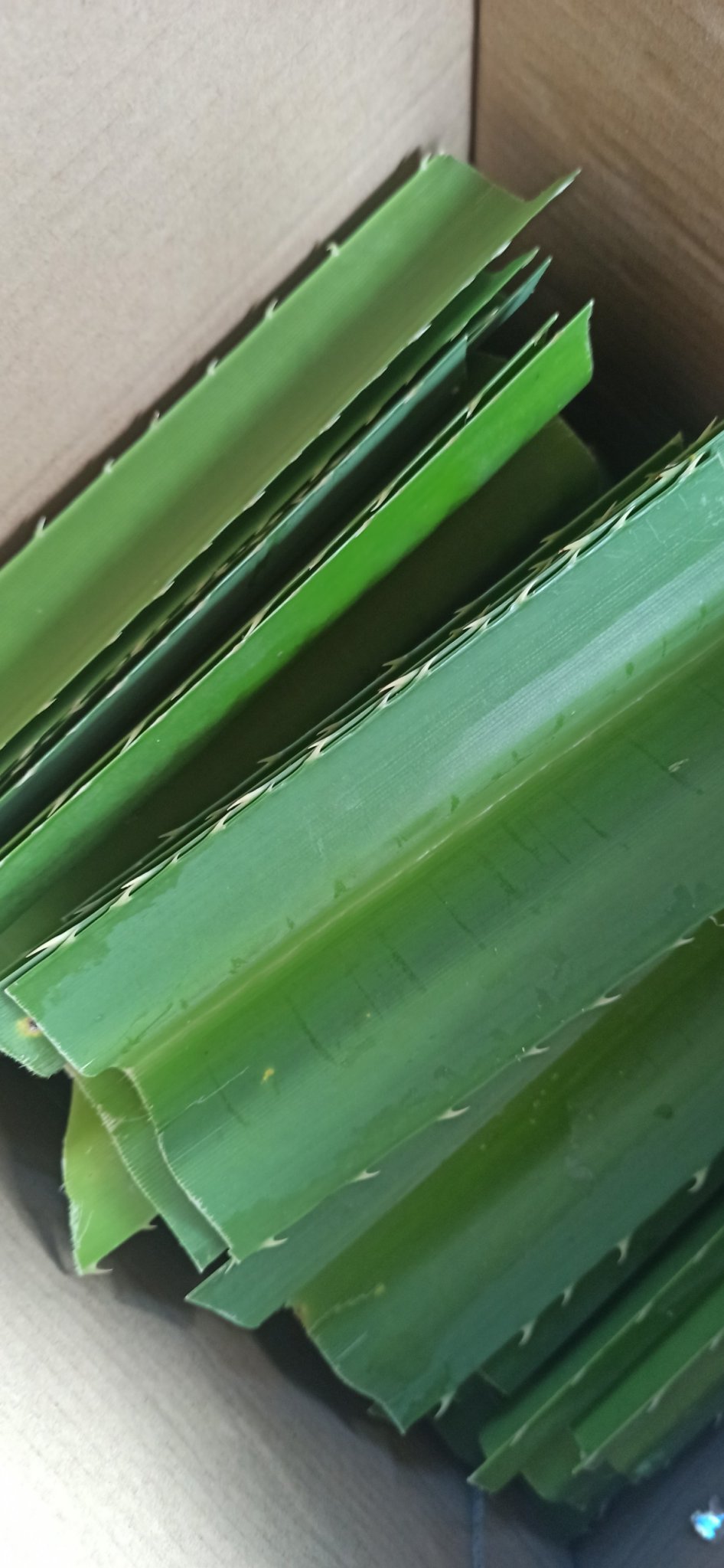 Lá dứa gai 1 kg