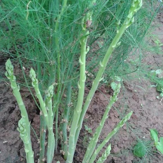 Hạt giống Măng Tây xanh-gói 20 hạt(tặng kèm phân bón)