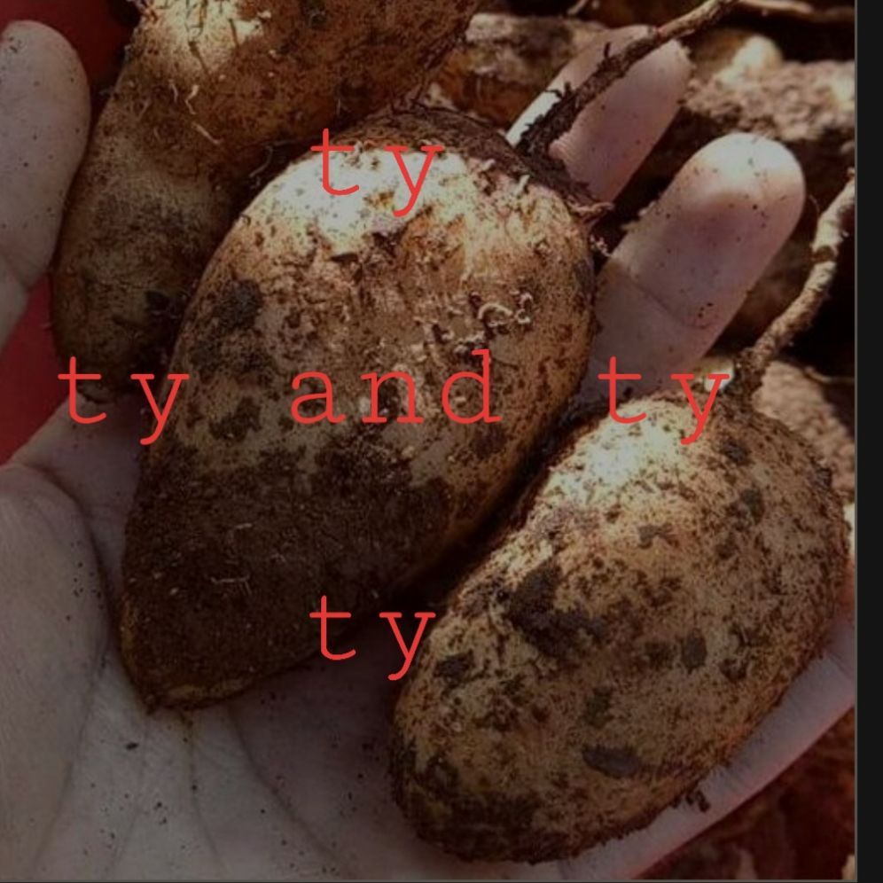 củ lùn giống 10 củ tặng kèm củ ăn