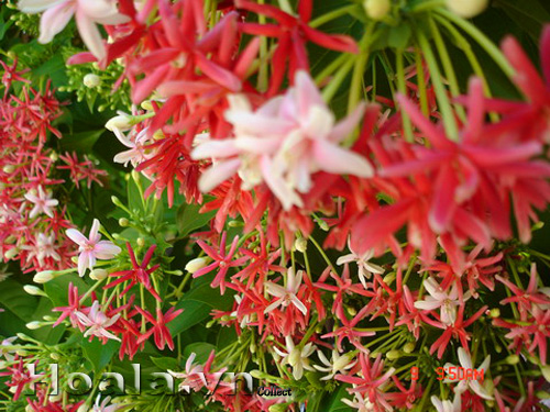 [Học Viện Nông Nghiệp I] hoa leo sử quân tử-hàng gửi đi nguyên chậu