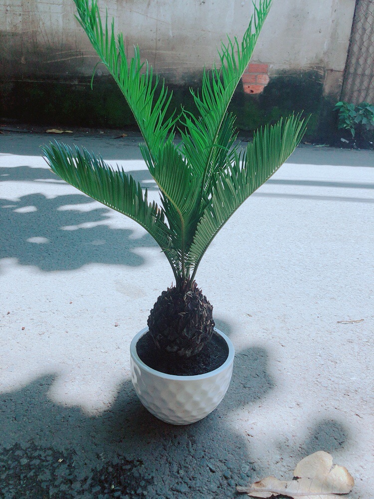 Vạn Tuế Kèm Chậu Sứ