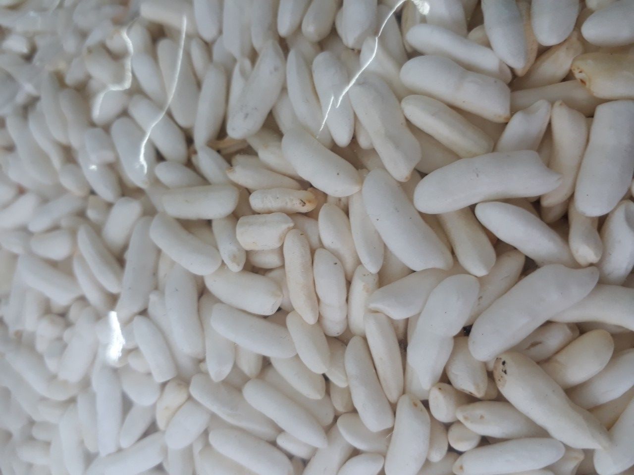 Bánh cốm 500g cho hamster