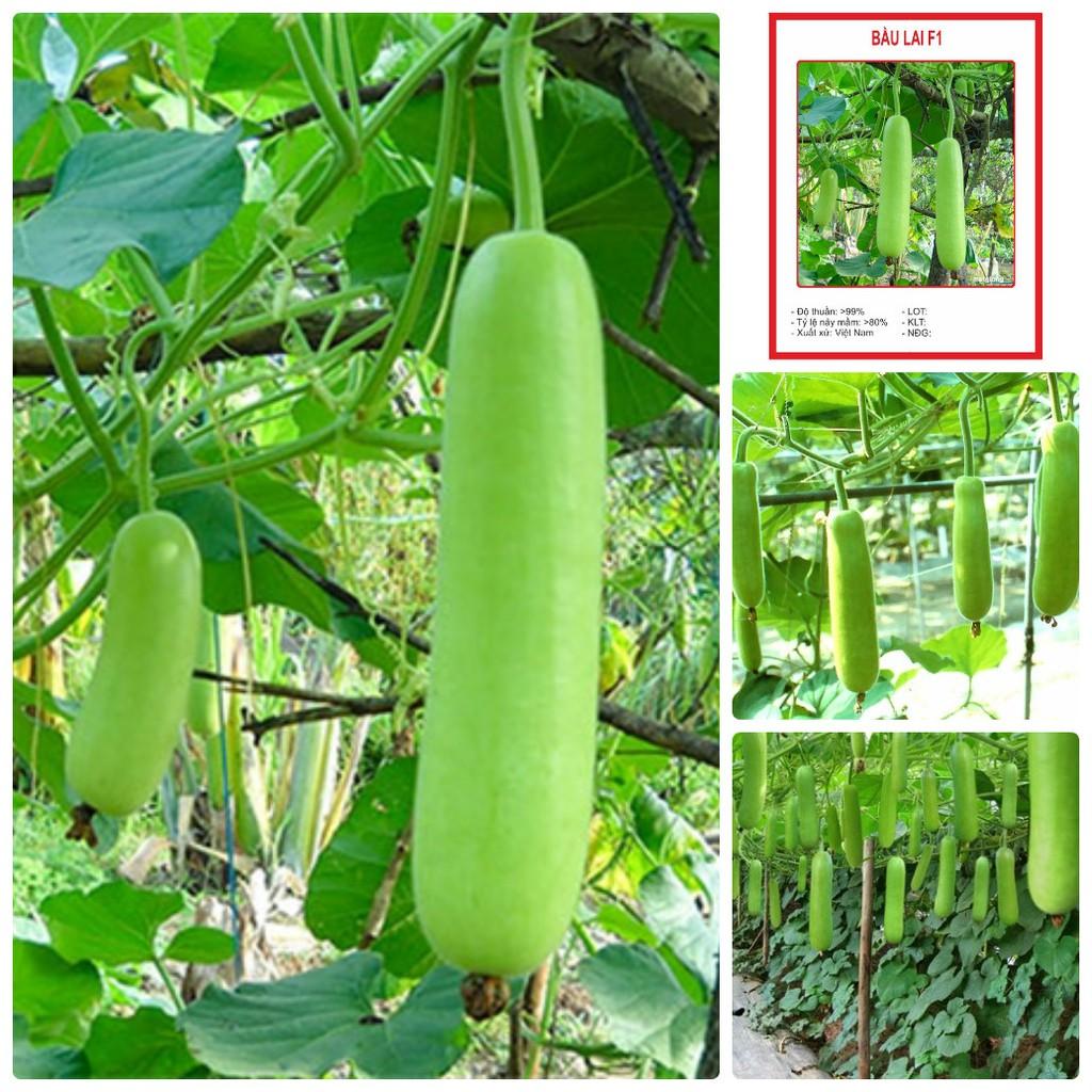 Hạt Giống Bầu Lai F1 Nảy Mầm Tốt, Trồng Quanh Năm
