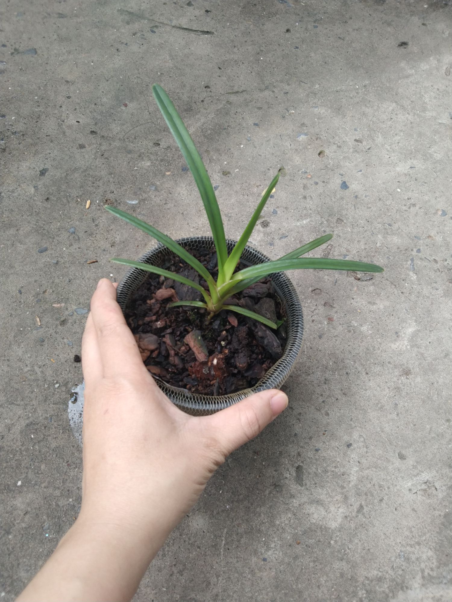 Lan kiếm Hoàng Long ( Phan Trí) giống