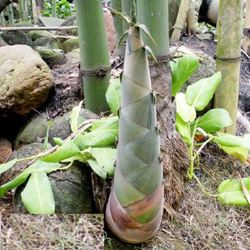 CÂY GIỐNG MĂNG TRE BÁT ĐỘ