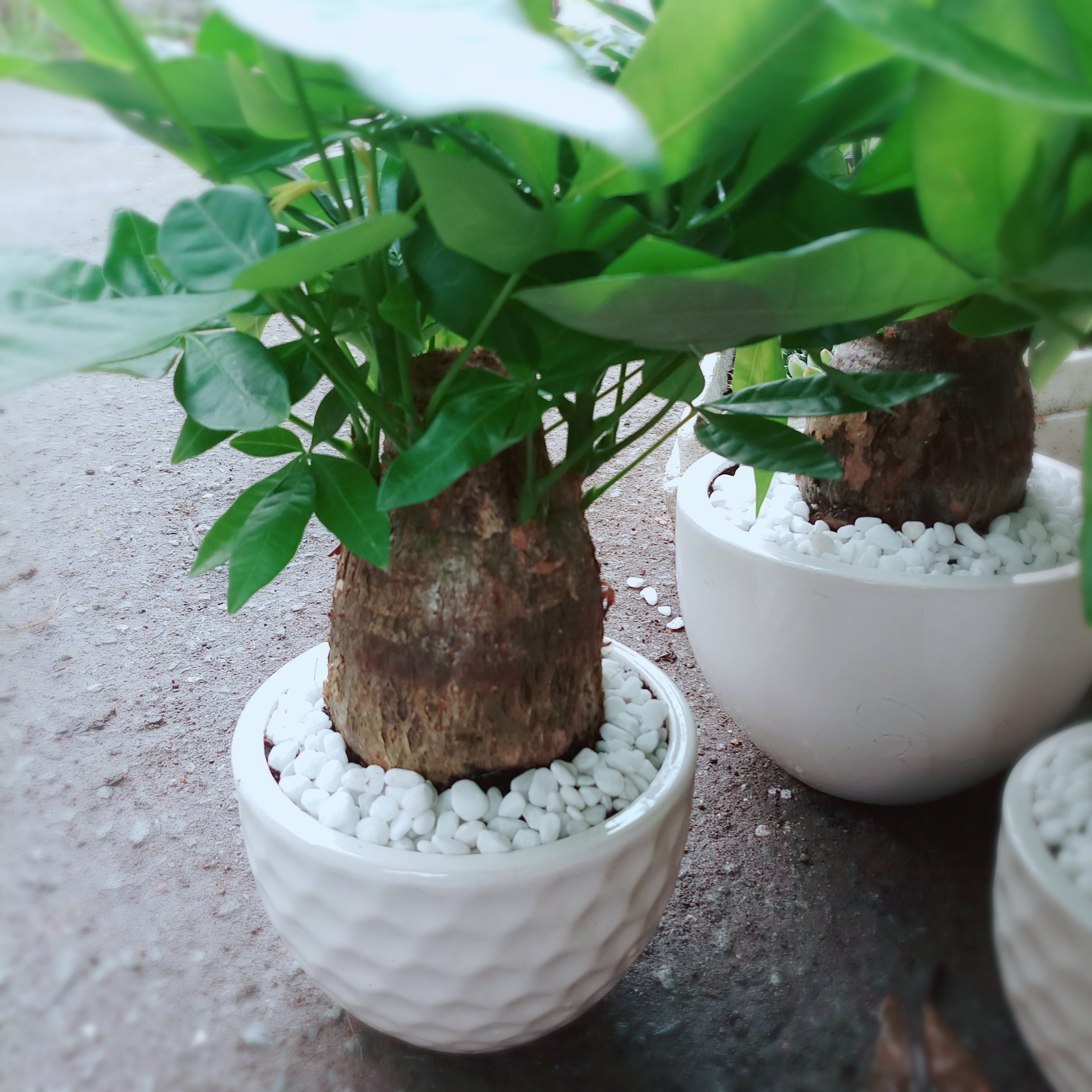 Cây Kim Ngân 1 Thân Lớn