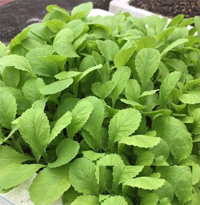 Gói 1kg Hạt Giống Cải Bẹ Vàng