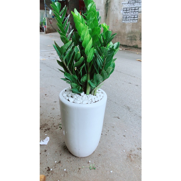 [HCM]Chậu Cây Kim Tiền