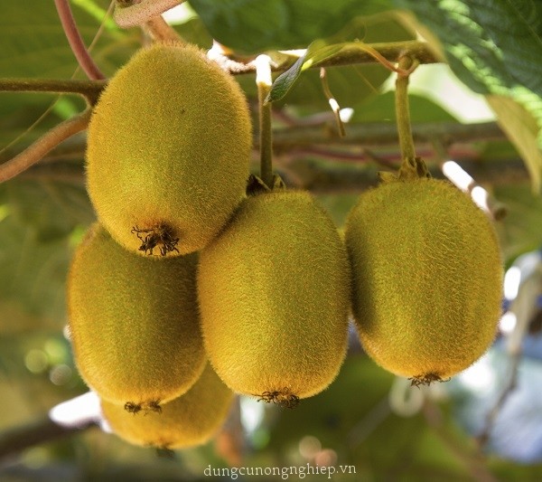 Cây giống Kiwi - C028