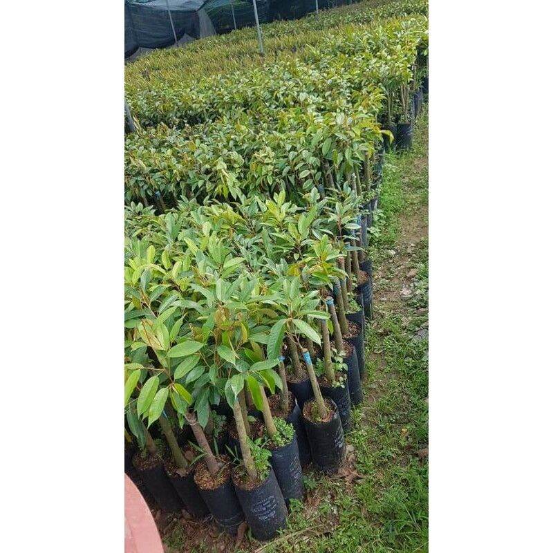 Cây giống Sầu Riêng Ri6 CHUẨN F1 Bầu Lớn GỐC GHÉP. [ SIÊU SỚM, SIÊU TRÁI ]