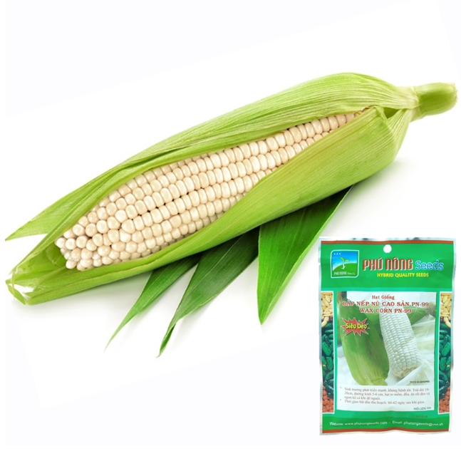 Hạt Giống Bắp Nếp Nù Siêu Sẻo Cao Sản Phú Nông - Gói 100g - Hạt to đều, Năng suất cao, Sinh trưởng mạnh, Kháng bệnh tốt VTNN Nông Điền Trang