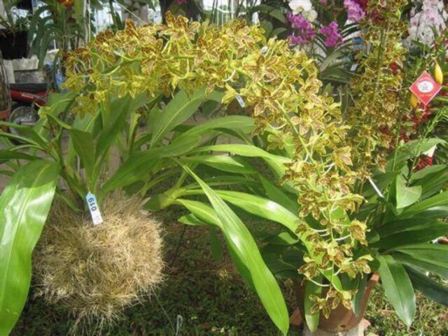 Lan Hoàng hậu cây trưởng thành