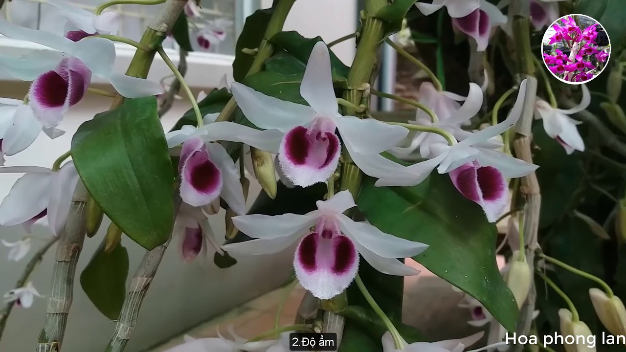 phi điệp(giả hạc) tím hòa bình