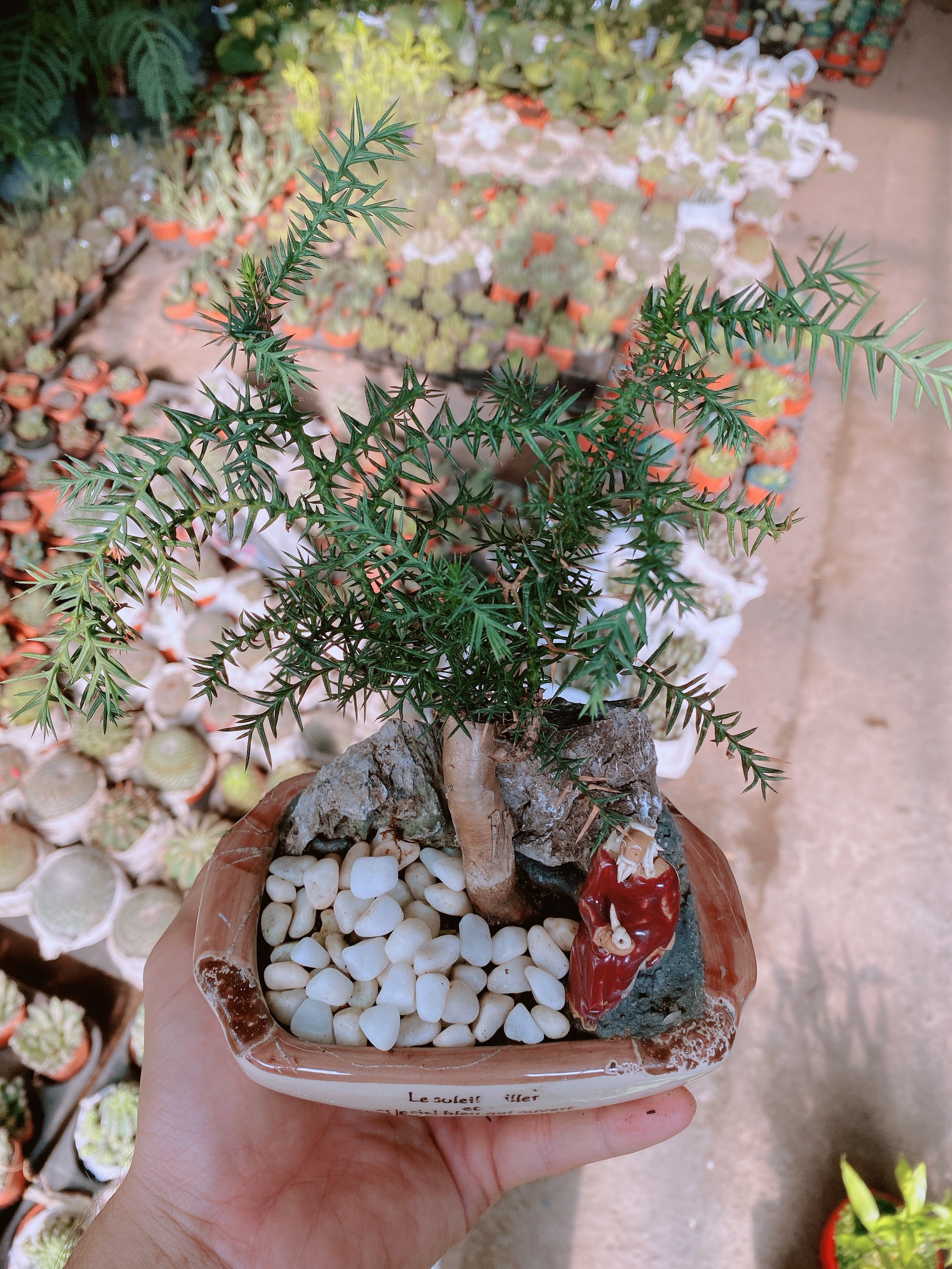 Chậu tùng bồng lai bonsai