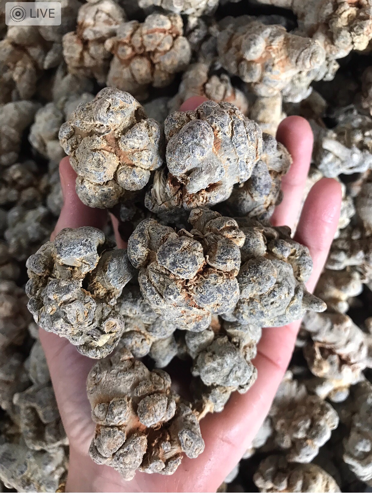 Tam thất bắc khô 500g (loại 6 củ)