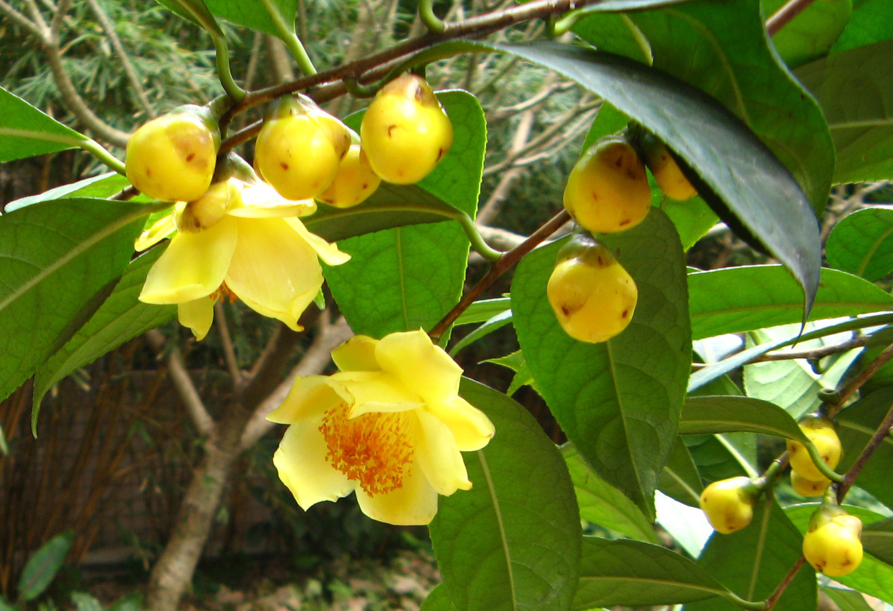 Combo 2 cây giống HOA HẢI ĐƯỜNG hoa Vàng + Tặng 3 cây chè xanh