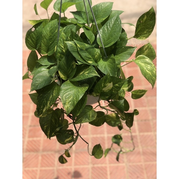Cây vạn liên thanh đốm vàng  (ảnh thật)