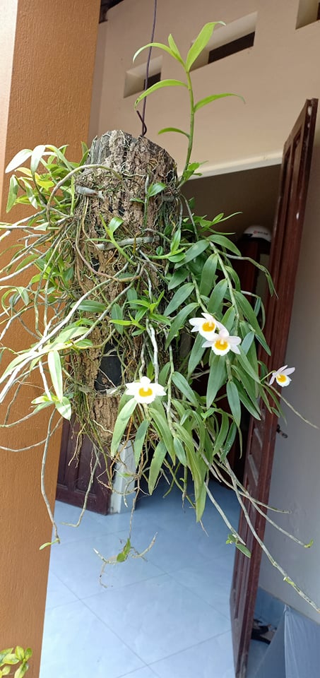 hoa phong lan nghệ tâm
