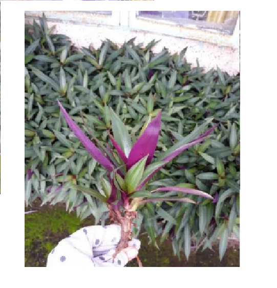 Cây lẻ bạn - Cây sò huyết -  Cây cảnh