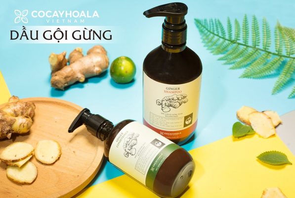 [HCM][XẢ KHO 3 NGÀY] Combo dầu gội 500ml và xả 300ml COCAYHOALA chiết xuất từ gừng tươi.