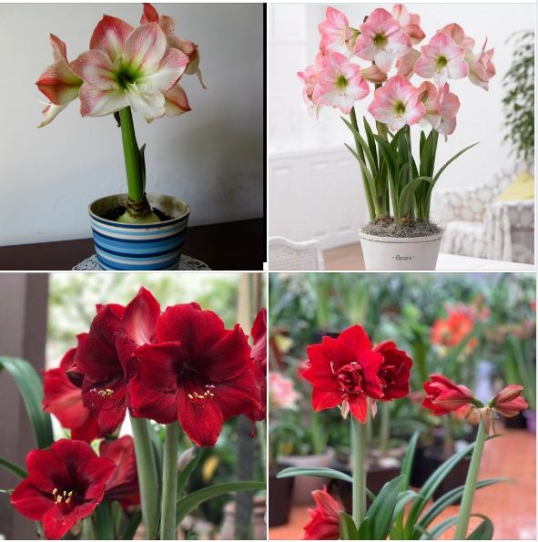 Củ giống hoa lan huệ tây mix màu ( được chọn màu )[Seeds]
